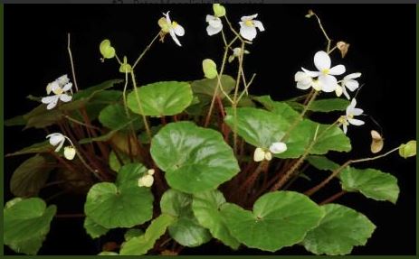 B. droseroides